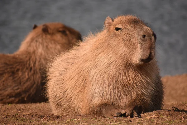 Primer Plano Cachorro Oso Pardo Una Piedra —  Fotos de Stock