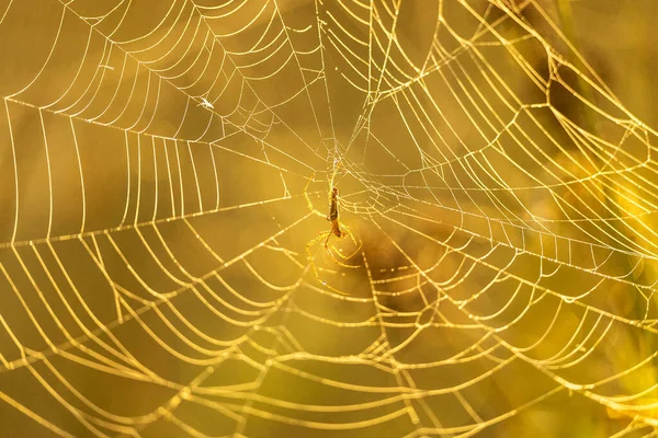 Spinnennetz Der Natur — Stockfoto