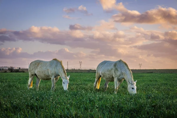 緑の草原に白と茶色の馬が放牧され — ストック写真