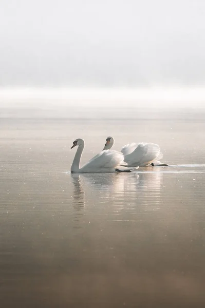 Cigni Bianchi Sul Lago — Foto Stock