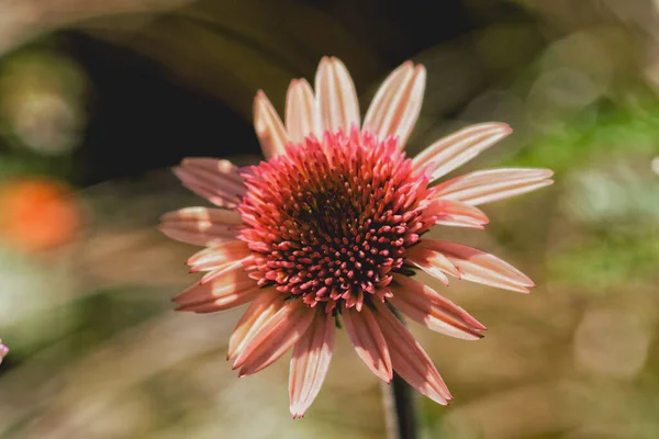 Hermosas Flores Jardín —  Fotos de Stock