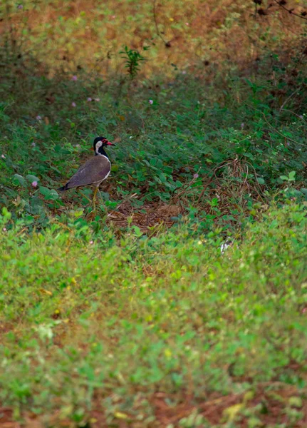 Ein Vogel Wald — Stockfoto