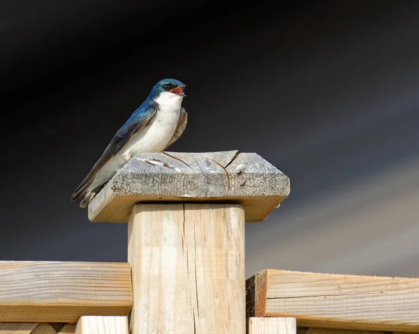 Pták Sedí Dřevěném Plotě — Stock fotografie