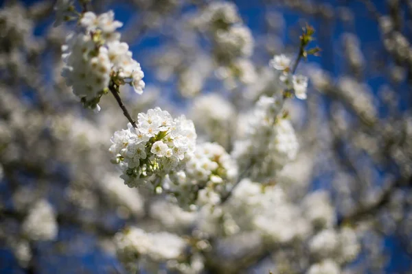 Flor Primavera Blanca Con Hojas Verdes Cielo Azul Fondo —  Fotos de Stock