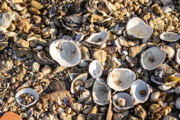 海滩上的贝壳和卵石 — 图库照片