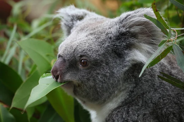 Koala Sentado Árvore — Fotografia de Stock