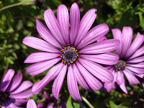 庭の美しいピンクの花 — ストック写真