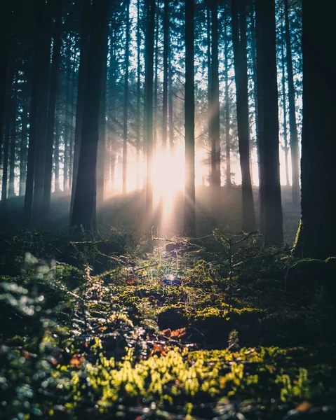 Puesta Sol Bosque — Foto de Stock