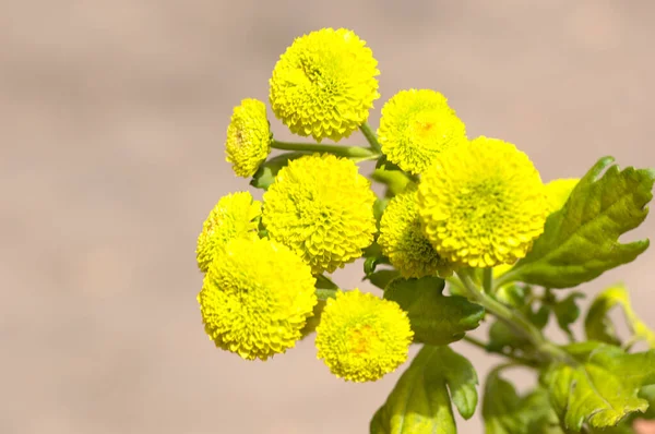 Flores Amarelas Jardim — Fotografia de Stock