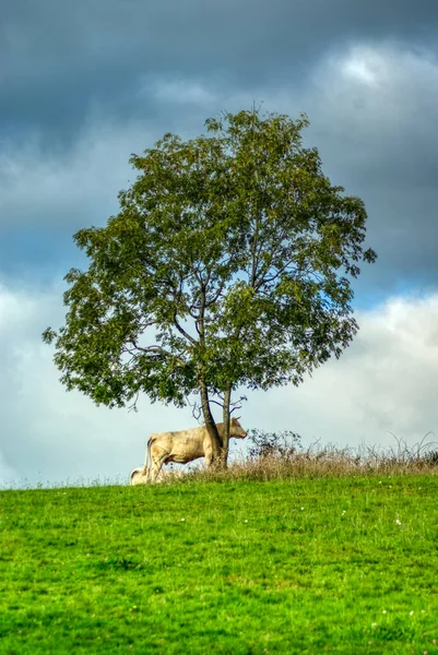 Uma Árvore Solitária Grama — Fotografia de Stock