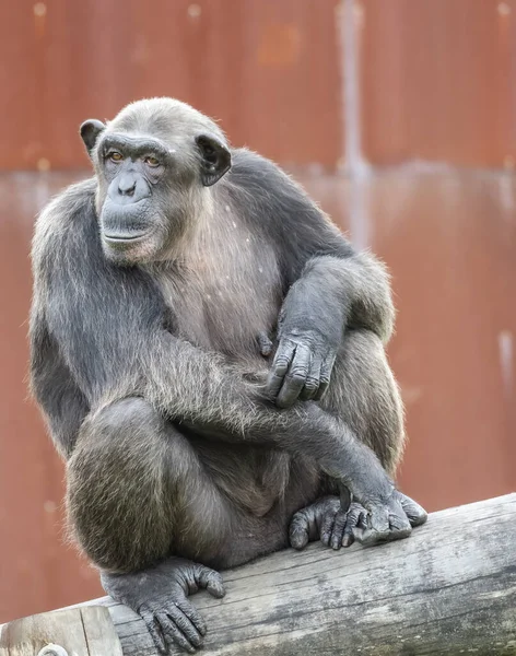 Portrait Chimpanzé Mignon — Photo