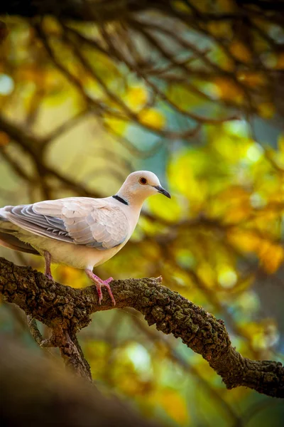 Bel Oiseau Dans Parc — Photo