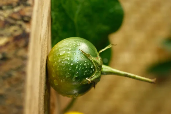 Groene Tomaten Een Tak — Stockfoto