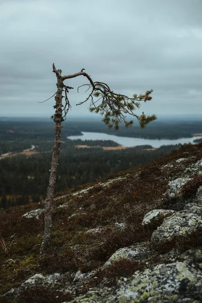 Una Splendida Vista Sulla Foresta Montagna — Foto Stock