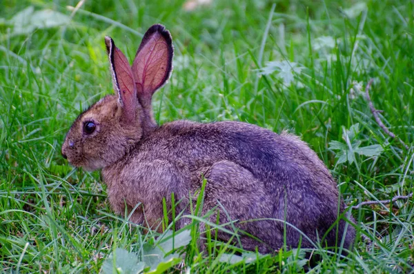 草の中の可愛いウサギ — ストック写真