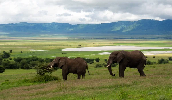 Elefantes Sabana Kenya — Foto de Stock