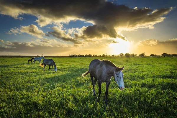 Uma Manada Vacas Pastando Campo — Fotografia de Stock