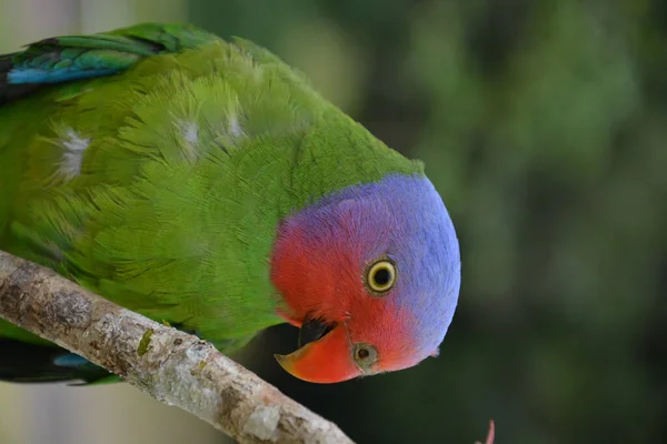 Zbliżenie Papugi — Zdjęcie stockowe