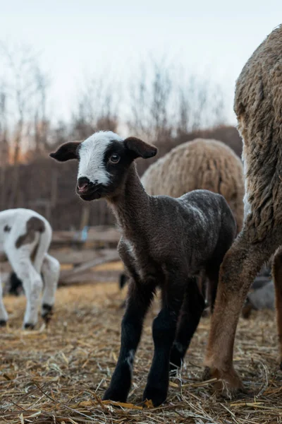 Ένα Κοπάδι Πρόβατα Στο Βοσκότοπο — Φωτογραφία Αρχείου
