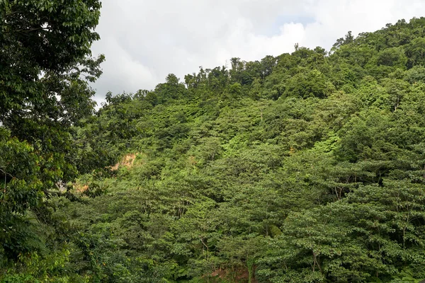 Bosque Verde Con Árboles Cielo Azul —  Fotos de Stock