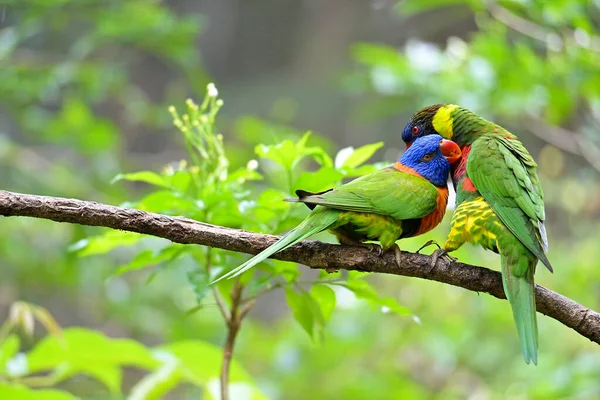 Bir Dalda Oturan Yeşil Bir Papağanın Yakın Plan Fotoğrafı — Stok fotoğraf
