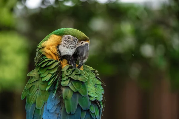Zbliżenie Zielony Papuga — Zdjęcie stockowe