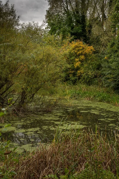 Beau Paysage Avec Une Rivière Dans Forêt — Photo