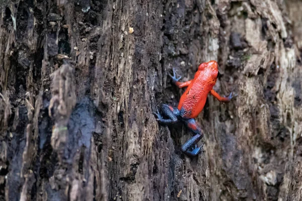 Ağaçtaki Kırmızı Bukalemunun Yakın Plan Fotoğrafı — Stok fotoğraf