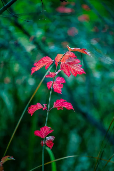 Красивые Красные Листья Лесу — стоковое фото