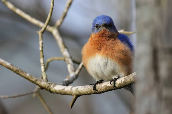 Oiseau Est Assis Sur Une Branche Arbre — Photo