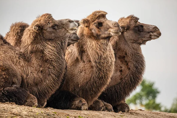 Grupa Trzech Dzikich Koni Pustyni — Zdjęcie stockowe