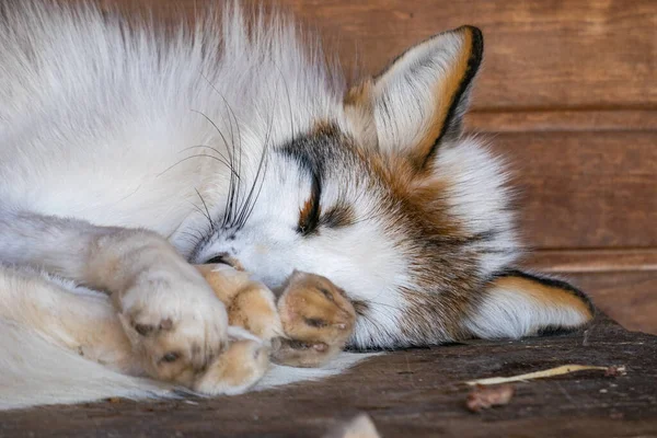 Dos Gatos Están Durmiendo Calle — Foto de Stock