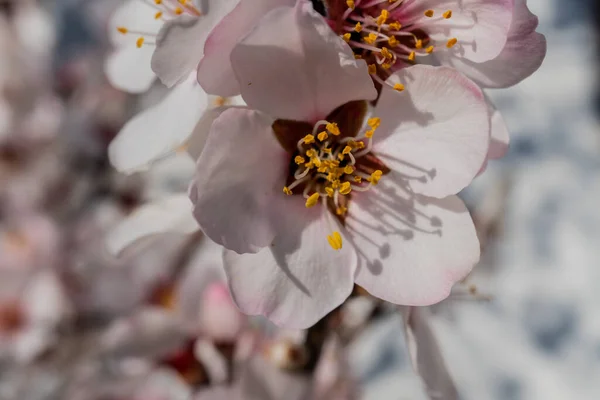 Vackra Blommor Trädgården — Stockfoto