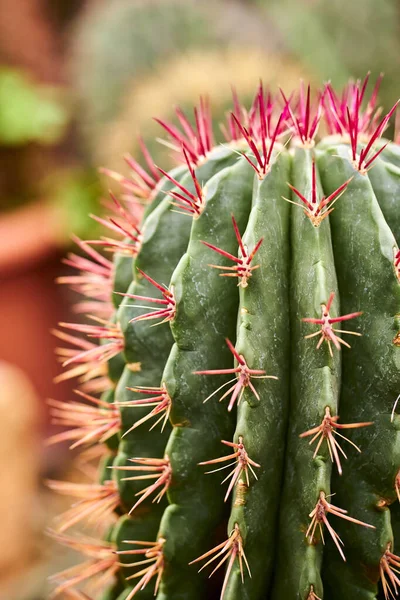 Közel Egy Kaktuszhoz Kertben — Stock Fotó
