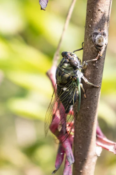 Close Fly Branch — стоковое фото