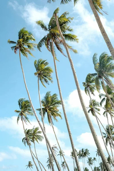 ヤシと空の熱帯のビーチ — ストック写真