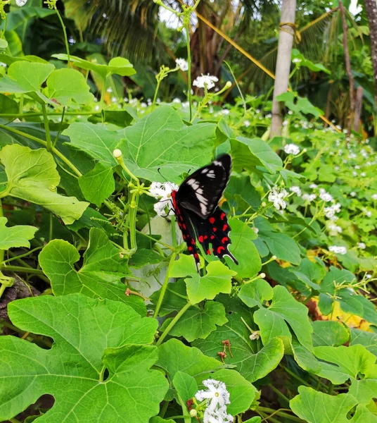 Papillon Sur Une Branche Arbre — Photo