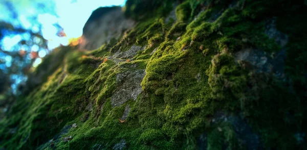 Musgo Nas Rochas Floresta — Fotografia de Stock