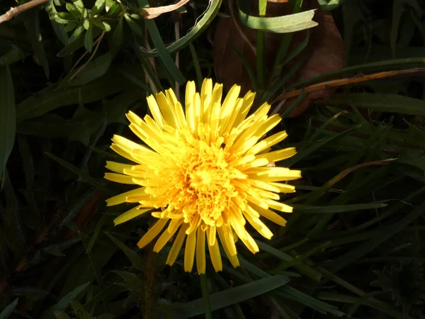 Vacker Blomma Trädgården — Stockfoto