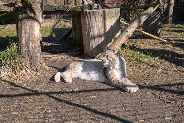 Parktaki Kedi — Stok fotoğraf