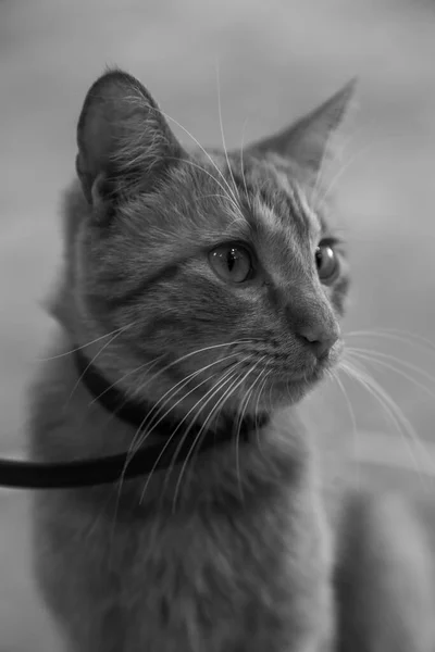 Güzel Gözleri Olan Siyah Beyaz Bir Kedi — Stok fotoğraf