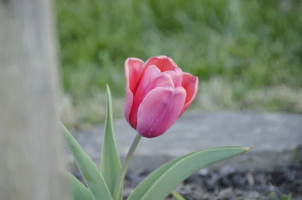 Piękny Tulipan Ogrodzie — Zdjęcie stockowe