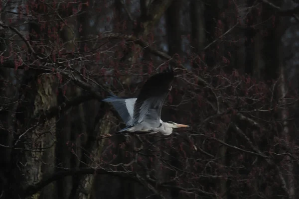 Vogel Wald — Stockfoto