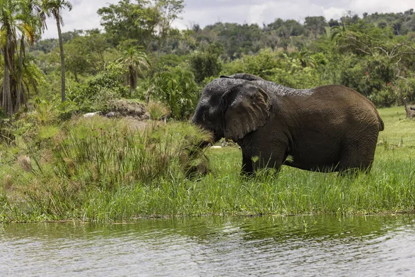 Elefante Africano Sabana Kenya — Foto de Stock