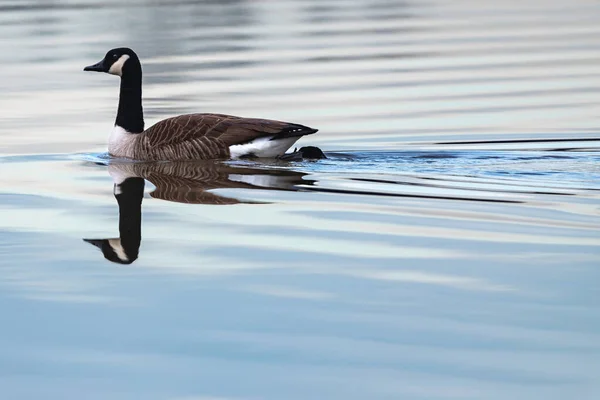 美しい白い鳥が湖で泳いでいて — ストック写真