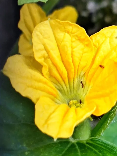 Yellow Pumpkin Flower Black Background — Foto Stock