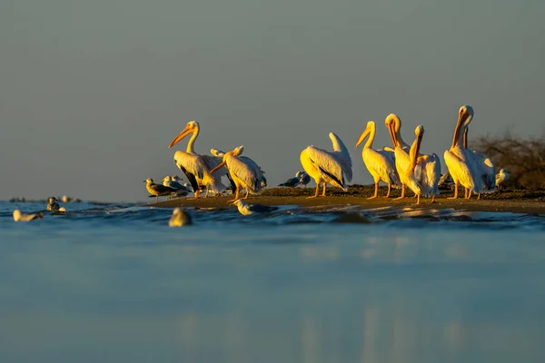 Rebanho Pelicanos Lago — Fotografia de Stock