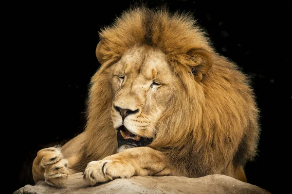 Male Lion Black — Stock Photo, Image