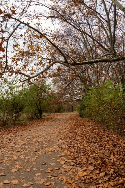 Herbstlandschaft Mit Bäumen Und Blättern — Stockfoto