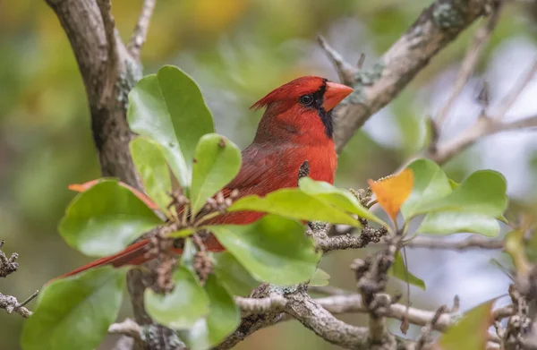 Uccello Rosso Ramo — Foto Stock